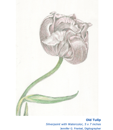 Gugino-Old Tulip Silverpoint with Watercolor