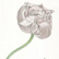 Gugino-Old Tulip Silverpoint Watercolor